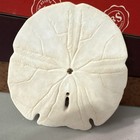 White Sand Dollar Sea Shell Specimen  White Sand Dollar Shell - 2-sided Photos