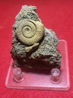Rare Dactylioceras Communis Ammonite Jurassic Schlaifhausen W  Germany 