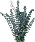 Dried Eucalyptus Bundle Real Eucalyptus Stems - 12 Pcs   17 Inch Fresh Natura   