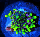 Corals Of Eden Wysiwyg Live Coral Frag   Toxic Bubble Bounce Mushroom Coral