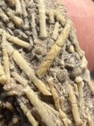 Rare Pennsylvanian Age Urchin With Spines matrix  Brownwood  Tx Wilson Claypit