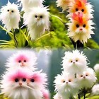 20x Rare Cat Face Orchid Seeds Dracula Cute Simia Garden Plant Flower Decor