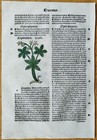 Post Incunable Leaf Hortus Sanitatis Colored Woodcuts Botany  v  - 1511
