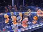 6  Beautiful Leopard Ramshorn Snails Live Freshwater Aquarium