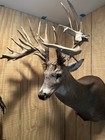 Brand New Whitetail Deer Shoulder Mount 262 Inches Real Antlers Awesome Mount 