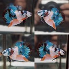 Live Betta Fish Koi Fancy Blue And White Halfmoon Plakat Male High Quality 24j1