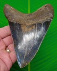 5 32    Megalodon Shark Tooth  Real Fossil- Massive Lower Jaw Position - Serrated
