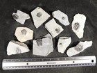Lot Of Ten  100  Natural Elrathia Trilobite Fossils From Cambrian Utah 422gr