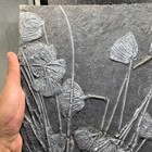 3120 Grams Of Fossils Of Crinoid From The Guanling Biota In Guizhou