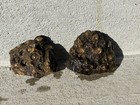 Agatized Rugose Colony Coral  Cut With Diamond Blade  Found In Southern Indiana