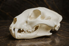 Magnificent Huge African Leopard Skull Replica - Lifelike Wildlife