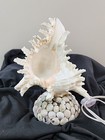 Vintage Conch Clam Shell Lamp  Night Light Base Beach Seashells   Works