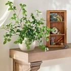 Wall Mounted Wood Display Box - Hearth   Hand With Magnolia
