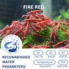10  1 Neocaridina Aquarium Shrimp  Pick Your Color