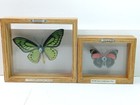 Ornithoptera Paradisea Poseidon New Guinea   Agrias Claudina Lugens Peru Lot 