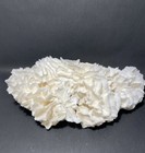 Lettuce Coral  15   x9   x9    