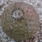 Vintage Spalding 50 Dimple Golf Ball W an Engraved Name 1920 s