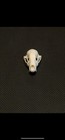 Real Raccoon Skull Taxidermy Trapping Hunting Bones Skeleton Museum Cabin Zoo