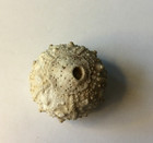 Fossilized Cretaceous Sea Urchin Echinoid Salenia Texana Ocean Decor