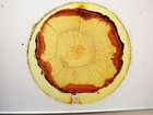 Antique Microscope  Slide  Section Of Runner   Plant From India 