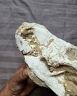 Very Rare Cool Whole Skull Bone Mammal Fossil Canis Sp  Carnivore 