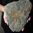 Very Large 1 4kg  Starfish Ophiura Sp  Fossil Morocco Ordovician