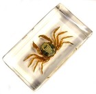 2 8  Real Crab In Lucite Resin Mictyris Brevidactylus Science Education Specimen