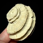 Ecphora Quadricostata  2 00 -1 65   Fossil Invertebrate Predatory Snail Shell