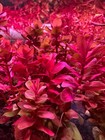 Rotala Macrandra Mini Pink   Buy3get1free   Live Aquatic Plants