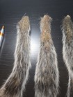5x Grey Squirrel Tails  Fishing  Fly Tying  Craft  Grey Gray  Salted   Dried New