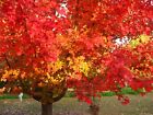 Red Maple  Acer Rubrum  Northern Source  Tree Seeds  fast  Hardy  Fall Color 