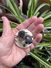 Vtg 2  Goebel Porcelain Kitty Cat kitten   Metal Fly Bug Insect Germany   read  