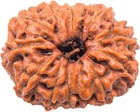 13 Mukhi Rudraksha Nepali Bead 22mm-24mm Lab Certified Original Natural