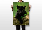 Animal Black Panther Photo Print Painting Wall Art Home Decor - Poster 20x30