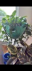 Rare 1950   s Green Kimball Planter Mcm