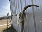 Longhorn Steer Skull 5 Feet 5 Wide Unpolished Bull Horn Mounted Cow Head