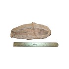 Fossil Fish Tharrhias Araripis     Cretaceous Santana Formation Brazil Rare 12 