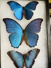 Real Framed Butterflies 3 Amazing Butterflies Blue Morpho Mounted Glass 