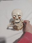 Cast Iron Skeleton Skull Mechanical Piggy Bank 7  Tall