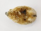 Ruck s Pit Calcite Clam Fossil - Mercenaria Permagna - Ft  Drum  Florida