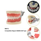 Dental Typodont Teeth Model With Removable Teeth Fit Kilgore Nissin 200 500 Type