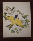 Set Of 6 Vintage  Mid-century  Colored Bird  Print Lithographs Estate Find