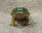 Vintage Us Zone Germany Tin Litho Wind Up Toy Jumping Frog -no Key -see Pics 