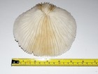 Vintage Mushroom Coral - Corallimorpharia Hexacorallia - Approx  152mm Diameter