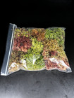 Live Sphagnum Moss 9 Species Mix 7 x8  Carnivorous Plants Terrariums Vivariums