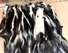 Striped Skunk  Tanned  Prime  Medium Grade  Excellent Color And Stripes Skmg