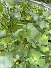 10 water Lettuce Cuttings Live Plant Pond Fish Tank Food Koi Goldfish Aquarium