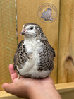 12 Rare Colors Coturnix Quail Hatching Eggs - One Dozen Mixed Variety