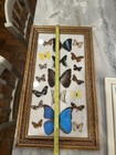 Framed Real Butterfly Specimen Collection Blue Morpho 22  Ornate Gold Frame