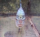 Kamalau  kml  Flowerhorn Live Fish Male 5  Inch